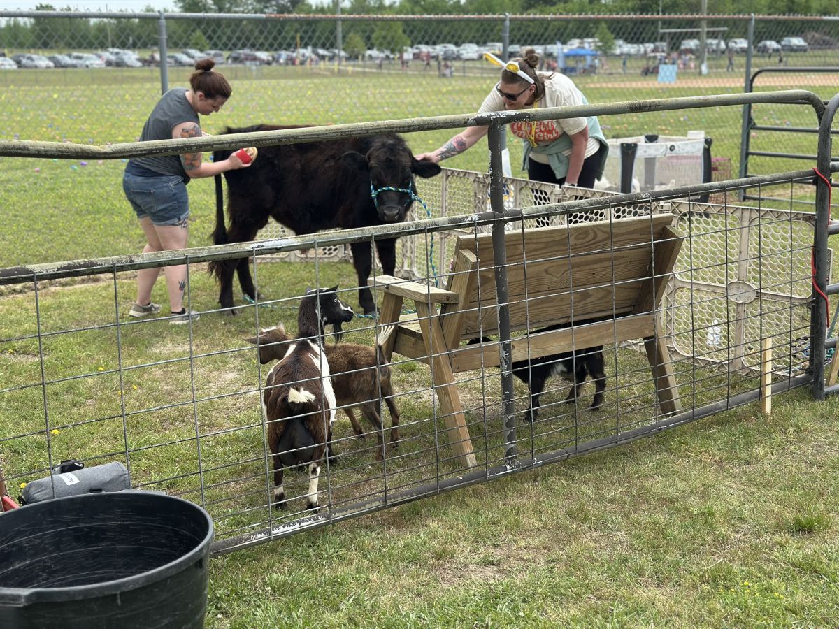 Animals from the petting zoo, cow, chicks, bunnies, goats