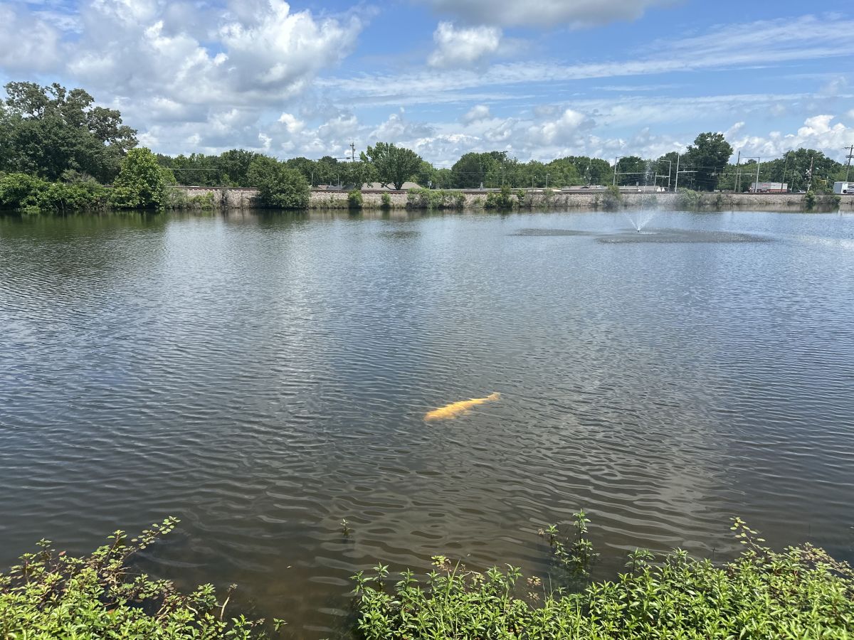 Busby Lake white carp